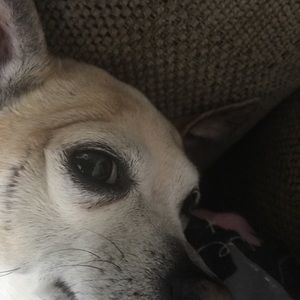 Meet your Posher, Lily